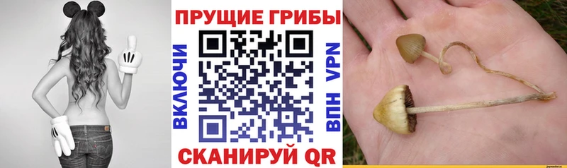 Псилоцибиновые грибы Psilocybine cubensis  Купить где  Константиновск 